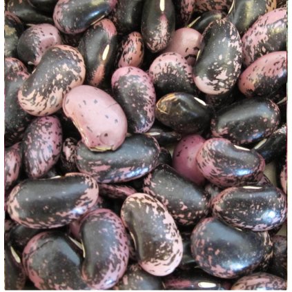 198 fazole pnouci bonela