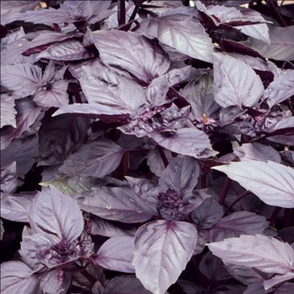 1994 1 bazalka purple opal