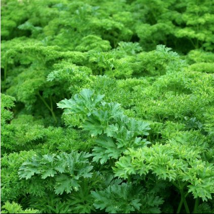 1997 petrzel kaderava