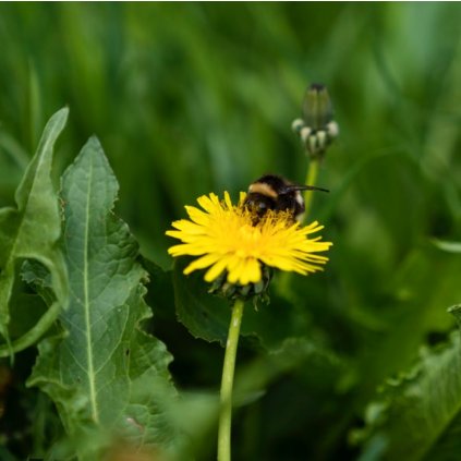 2012 1 pampeliska lekarska