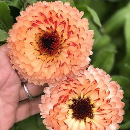 2015 1 mesicek bronzovy