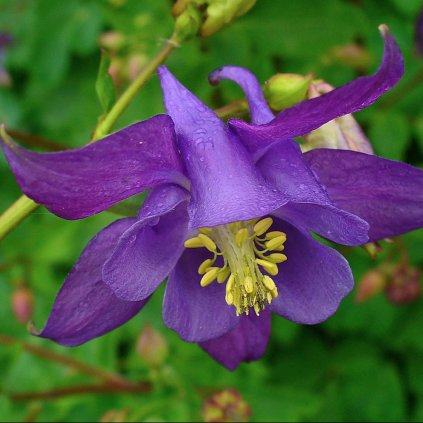 2021 1 orlicek obecny