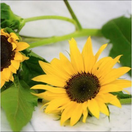 2039 1 slunecnice henry wild