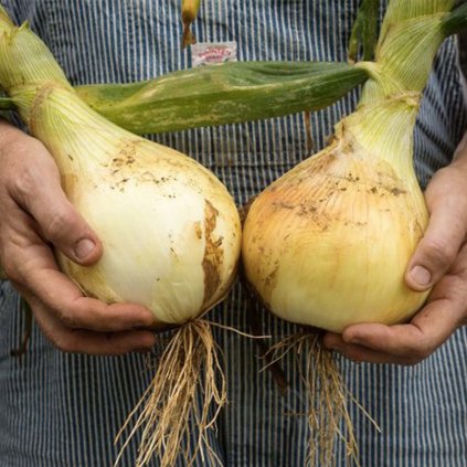 2060 cibule ailsa craig obrovska