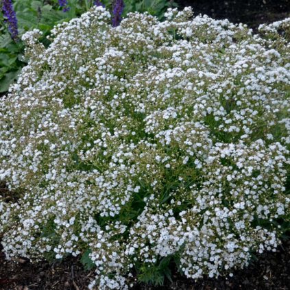 2105 1 sater vytrvaly