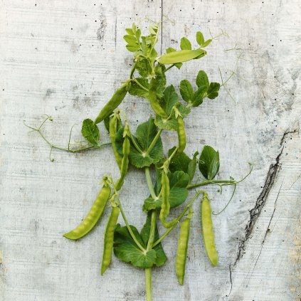 210 hrach cukrovy ambrosia