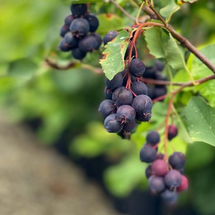 Borůvka indiánská (amelanchier) - HONEYWOOD