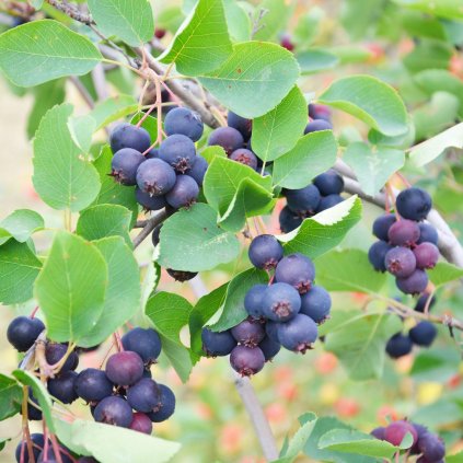 Borůvka indiánská (amelanchier) - MARTIN