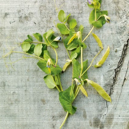 213 hrach golden sweet