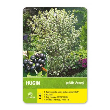 Jeřáb keř aronia - HUGIN