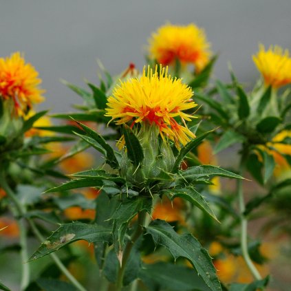 2168 carthamus tinctorius 050709b