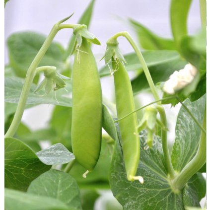 216 hrach cukrovy norli