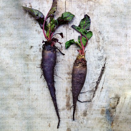 2174 repa rouge crapaudine