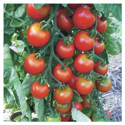 2189 rajce zuckertraube