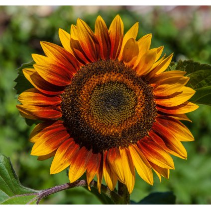 2204 1 img sonnenblume 8116