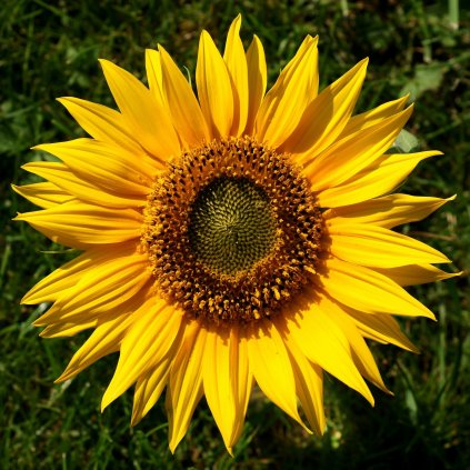 2210 1 sonnenblume helianthus 1