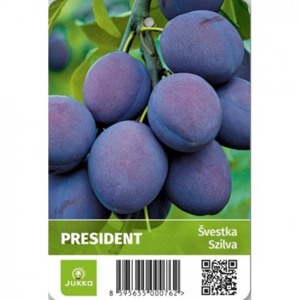 Švestka - PRESIDENT