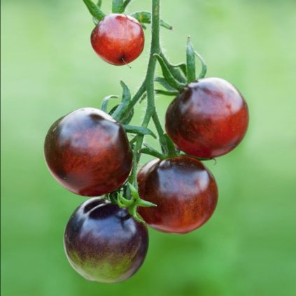 2222 rajce indigo rose