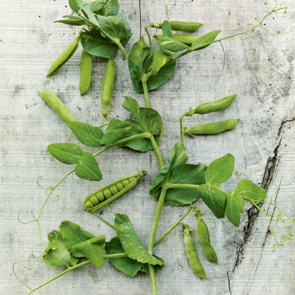 222 hrach drenovy zazrak z kelvedonu