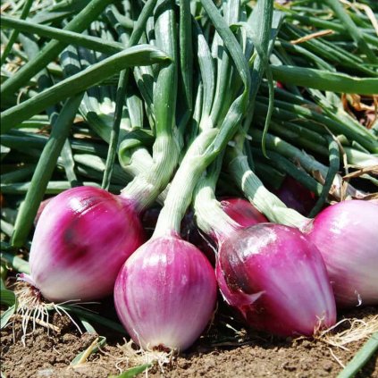 2234 cibule dulce tonda di tropea
