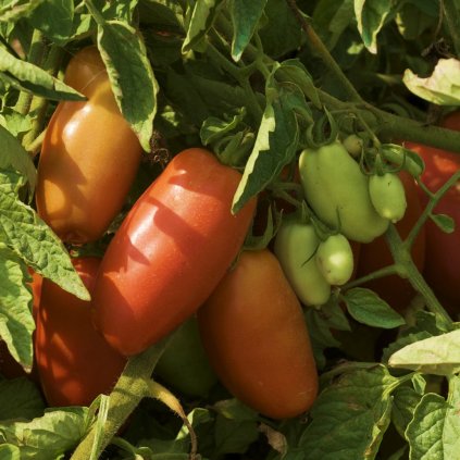 2258 rajce san marzano nano