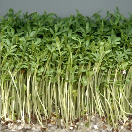 2264 1 rericha danska