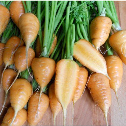 2273 mrkev ochsenheiz