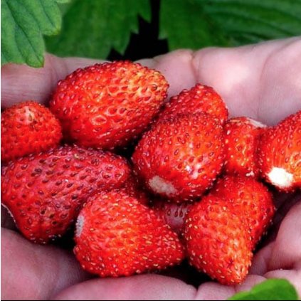 2276 jahodnik rujana