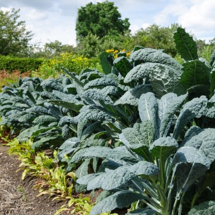 228 kaderavek toskansky