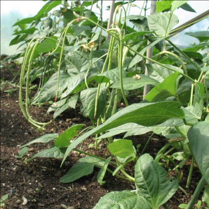 2297 fazole superdlouhe asparagus metro rough