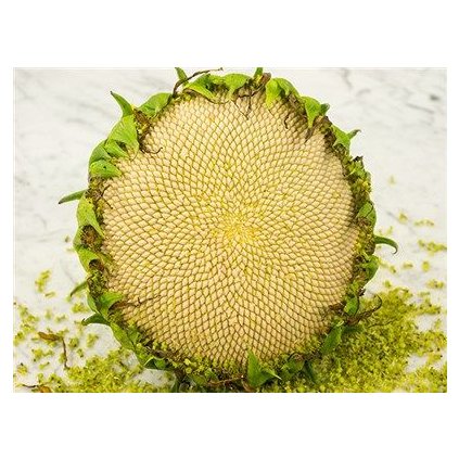 2315 1 fb2819216091cebc0625ef8889ced562