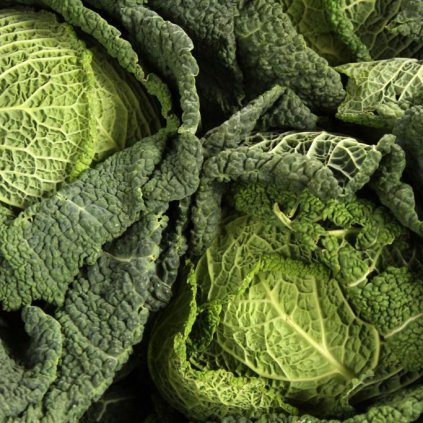 231 kapusta hlavkova predzvest