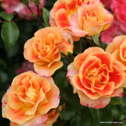 Mnohokvětá růže „Airbrush“