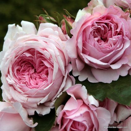 Keřová růže „Alexandra - Princesse de Luxembourg“
