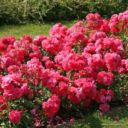 Mnohokvětá růže „Bad Birnbach“