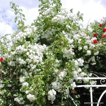 Pnoucí růže Sunningdale Nurseries „Bobbie James“