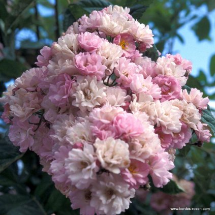 Pnoucí růže „Bonny“