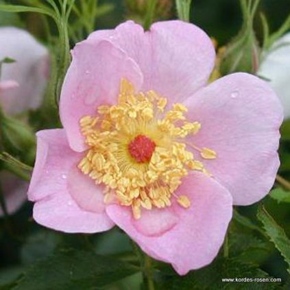 Planá růže „Carolina (Virginiana)“