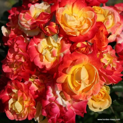 Mnohokvětá růže „Firebird“