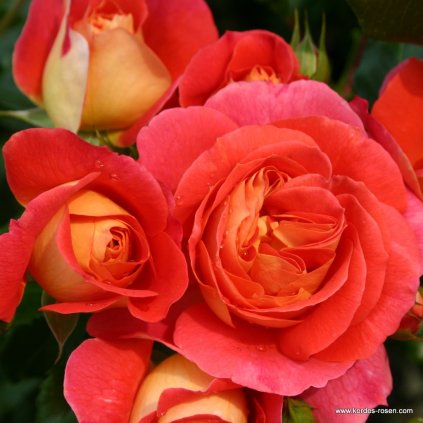 Mnohokvětá růže „Gebrüder Grimm“