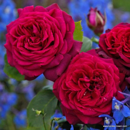 Velkokvětá růže „Gräfin Diana“