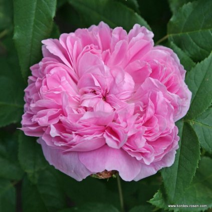 Historická růže Robert and Morea „Jacques Cartier“