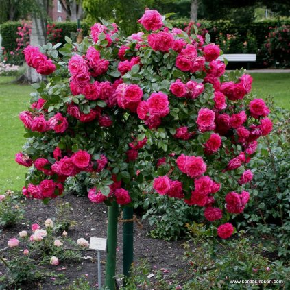 Pnoucí růže „Laguna“