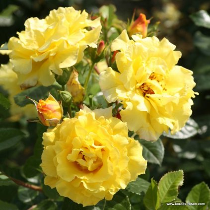 Keřová růže „Lichtkönigin Lucia“