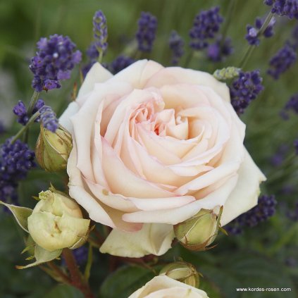 Velkokvětá růže „Madame Anisette“