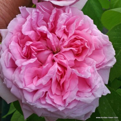 Historická růže „Madame Boll“