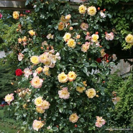 Pnoucí růže „Moonlight“