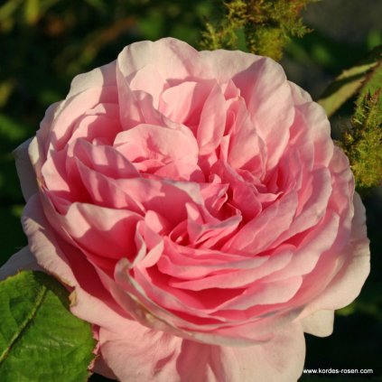 Historická růže Holland „Muscosa“