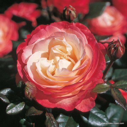 Velkokvětá růže Tantau „Nostalgie“