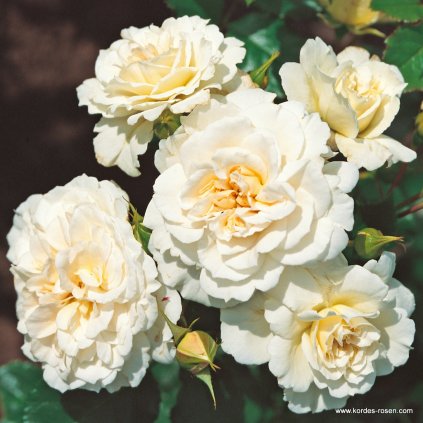 Mnohokvětá růže „Petticoat“